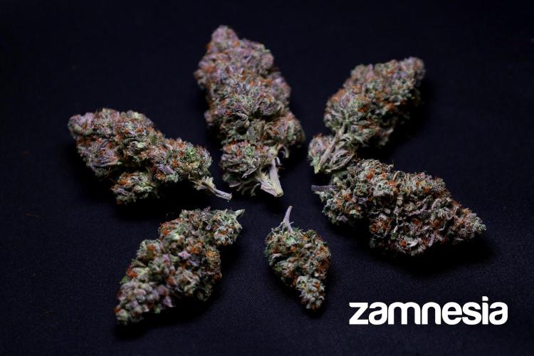 Zamnesia Trio. Week 17