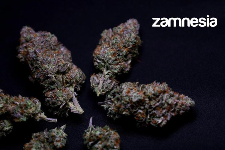 Zamnesia Trio. Week 17