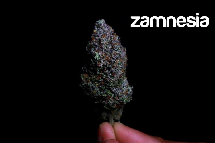 Zamnesia Trio. Week 17