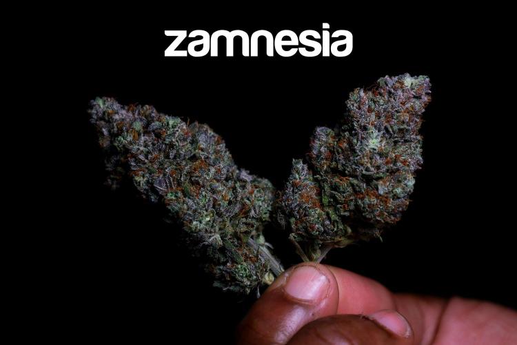 Zamnesia Trio. Week 17