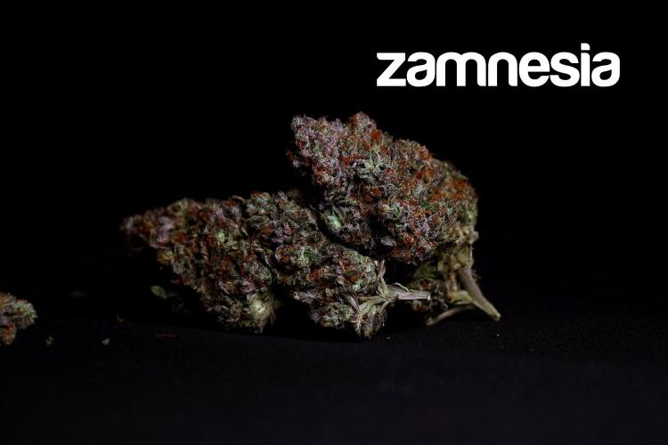 Zamnesia Trio. Week 17