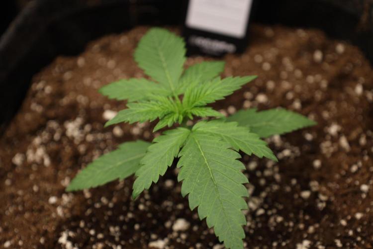 Cherry Cola RF3. Week 2