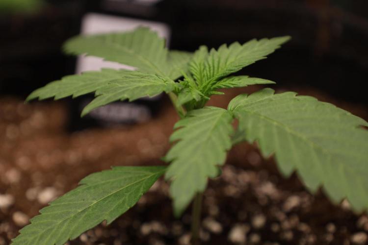 Cherry Cola RF3. Week 2