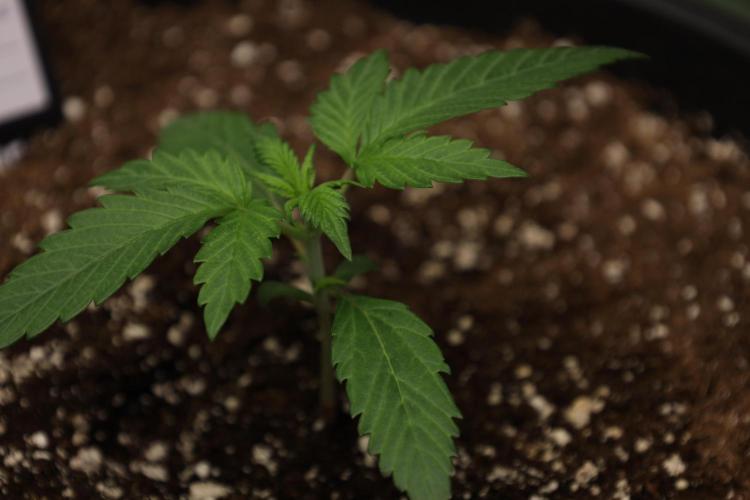 Cherry Cola RF3 #2. Week 2