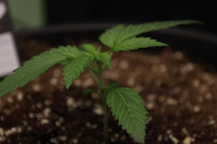 Cherry Cola RF3 #2. Week 2