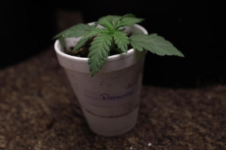 Fastbuds Papayton. Week 2