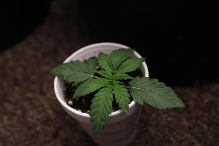 Fastbuds Papayton. Week 2