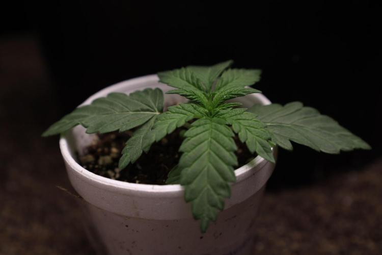 Fastbuds Papayton. Week 2