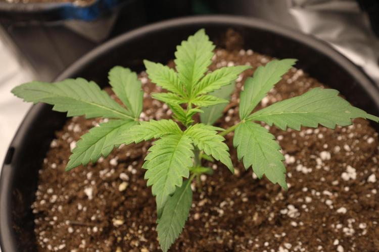 Fastbuds Starwberry Gorilla RF3. Week 2