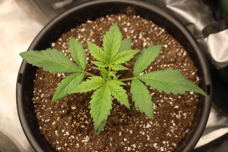Fastbuds Starwberry Gorilla RF3. Week 2