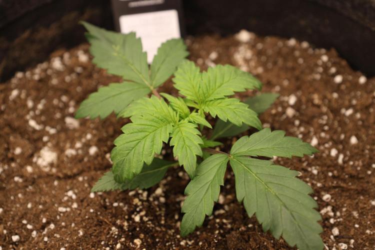 Fastbuds Starwberry Gorilla RF3. Week 2