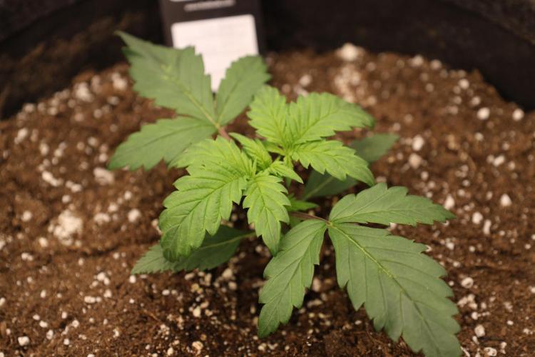 Fastbuds Starwberry Gorilla RF3. Week 2