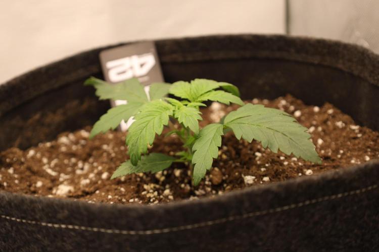 Fastbuds Starwberry Gorilla RF3. Week 2