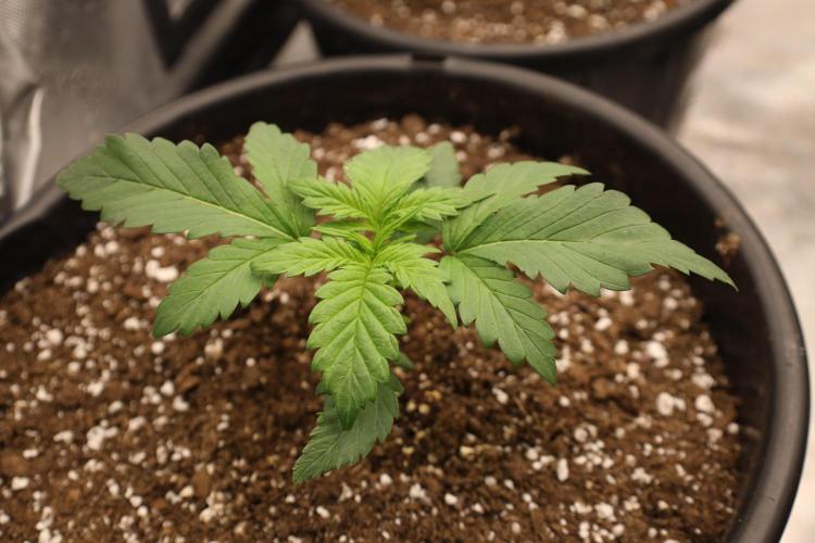 Fastbuds Starwberry Gorilla RF3. Week 2