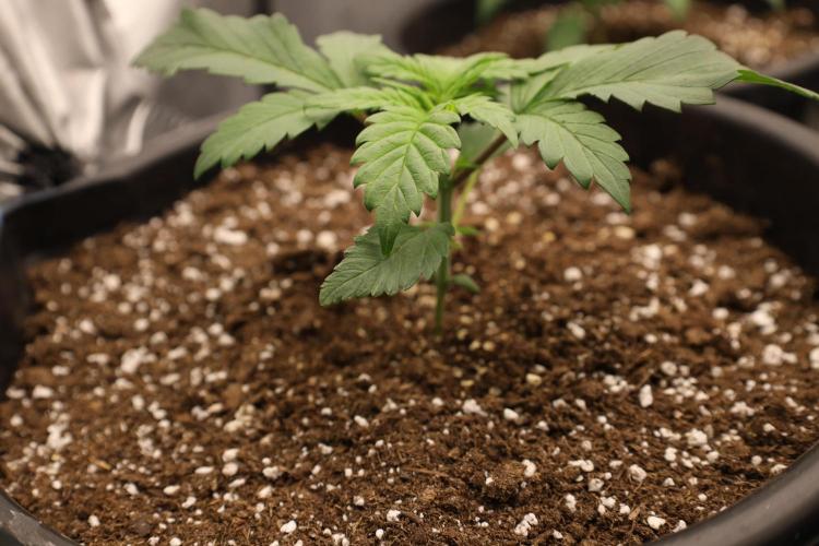 Fastbuds Starwberry Gorilla RF3. Week 2
