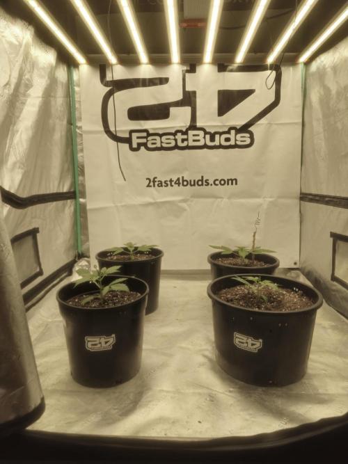 Fastbuds Banana Gauva Auto. Week 2