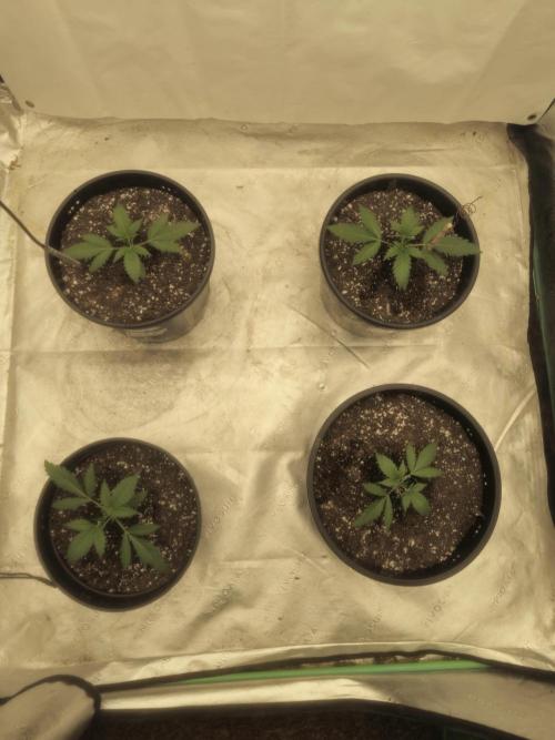 Fastbuds Banana Gauva Auto. Week 2