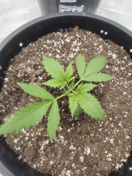 Fastbuds Banana Gauva Auto. Week 2