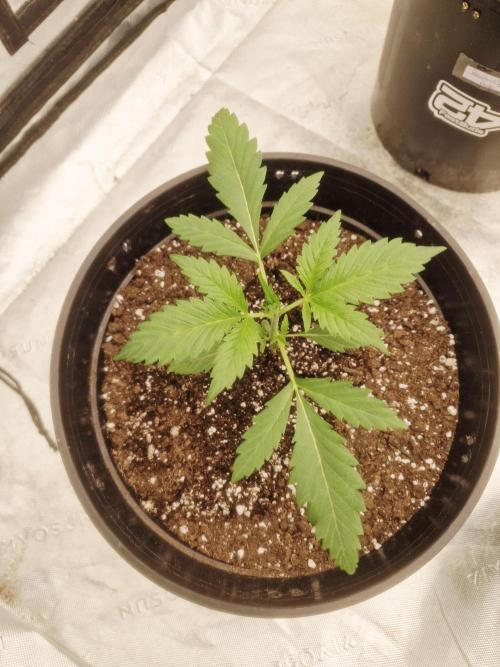 Fastbuds Banana Gauva Auto. Week 2