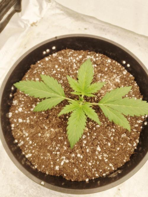 Fastbuds Banana Gauva Auto. Week 2