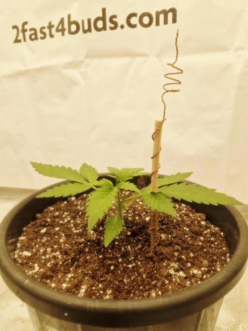 Fastbuds Banana Gauva Auto. Week 2