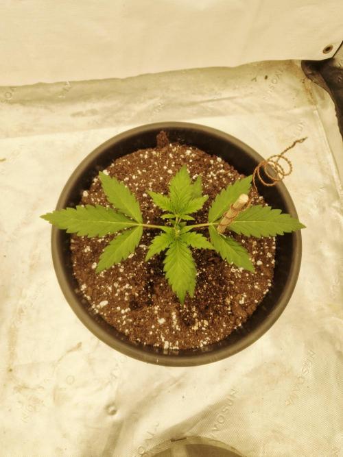 Fastbuds Banana Gauva Auto. Week 2