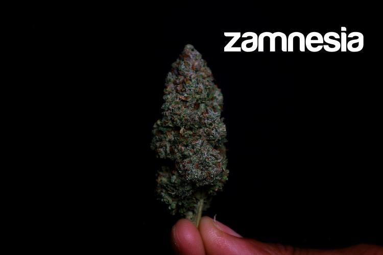 Zamnesia Trio. Week 17