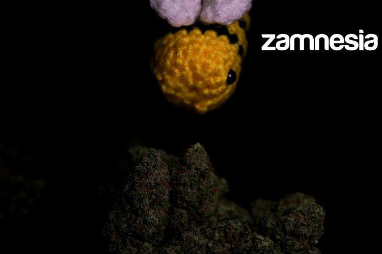 Zamnesia Trio. Week 17