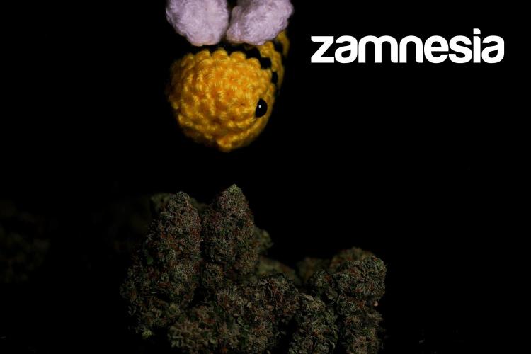 Zamnesia Trio. Week 17