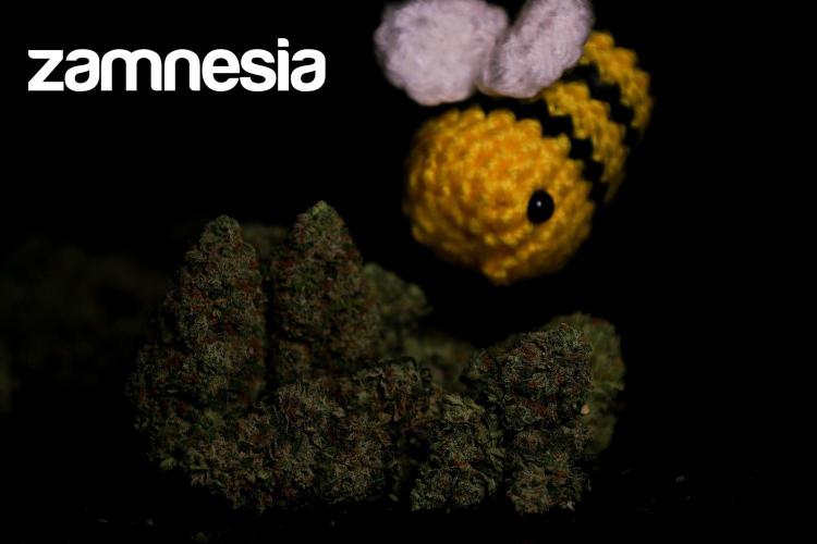 Zamnesia Trio. Week 17