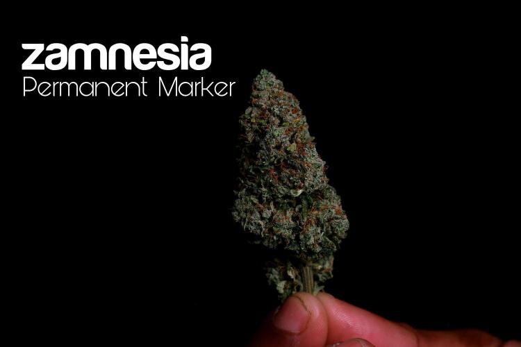 Zamnesia Trio. Week 17