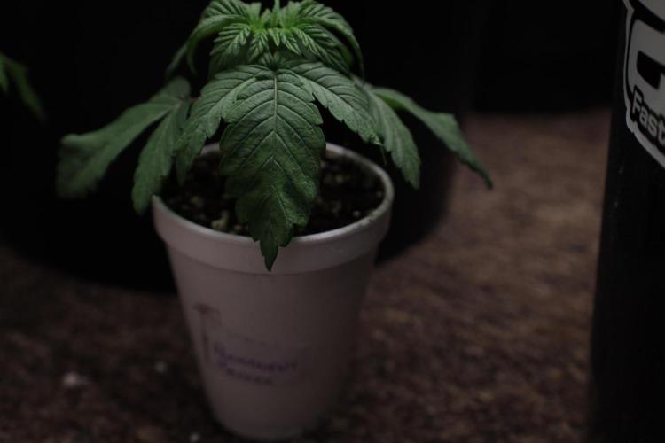 Zamnesia Seeds Permanent Marker. Week 2