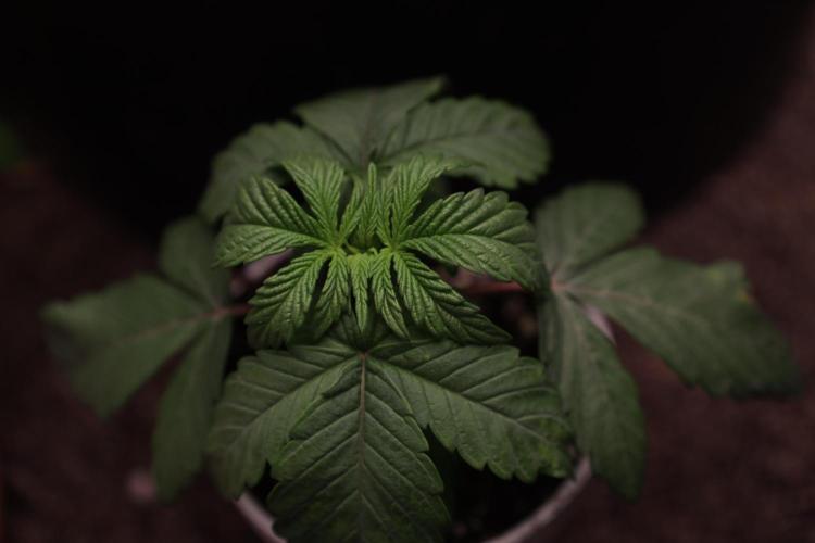 Zamnesia Seeds Permanent Marker. Week 2