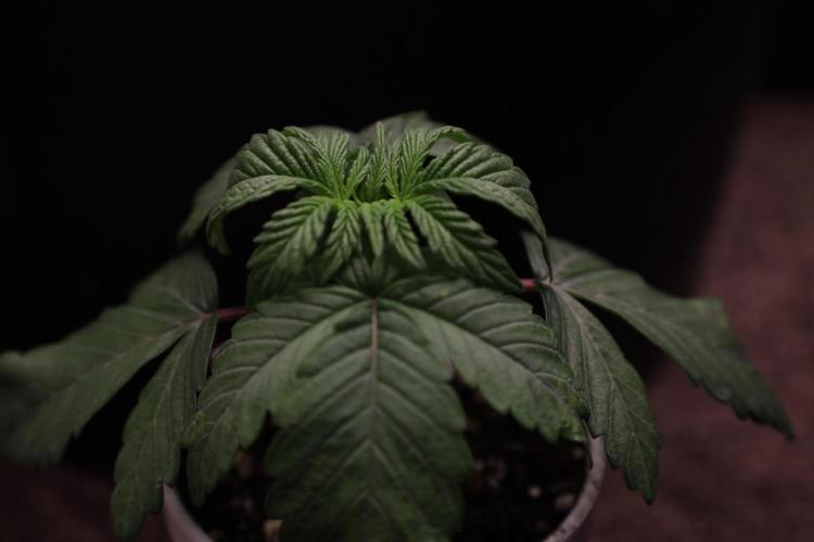 Zamnesia Seeds Permanent Marker. Week 2