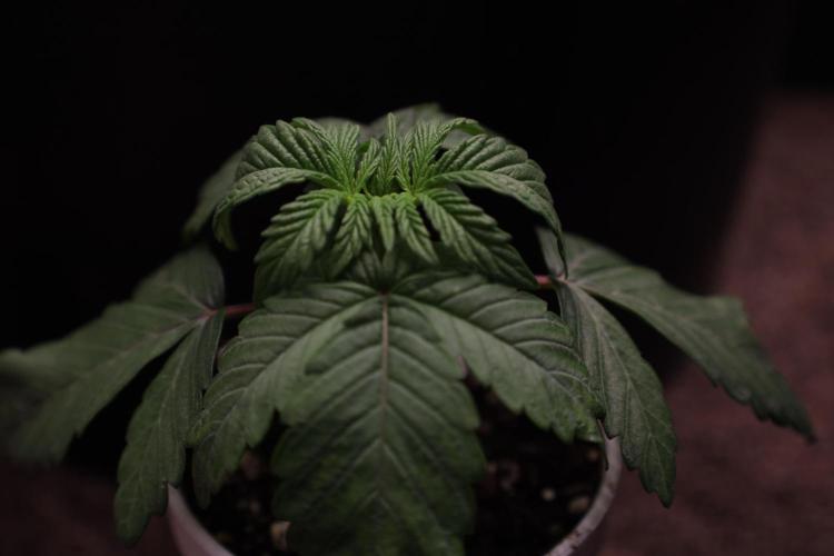 Zamnesia Seeds Permanent Marker. Week 2