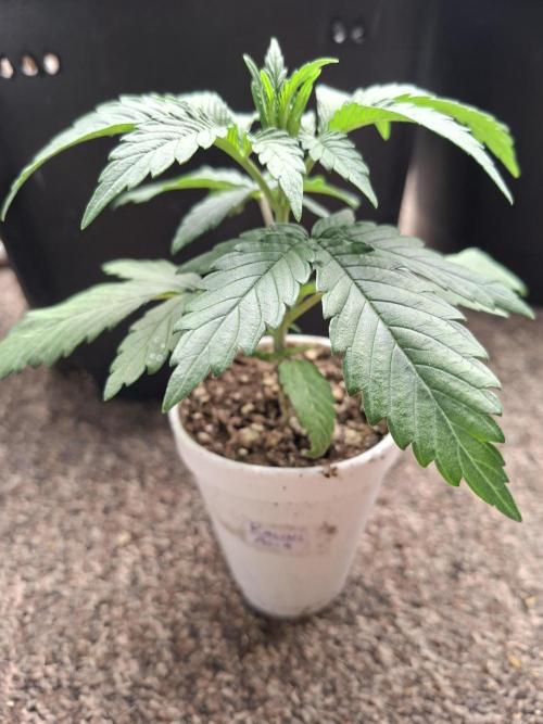 Zamnesia Seeds Kalani Asia. Week 3