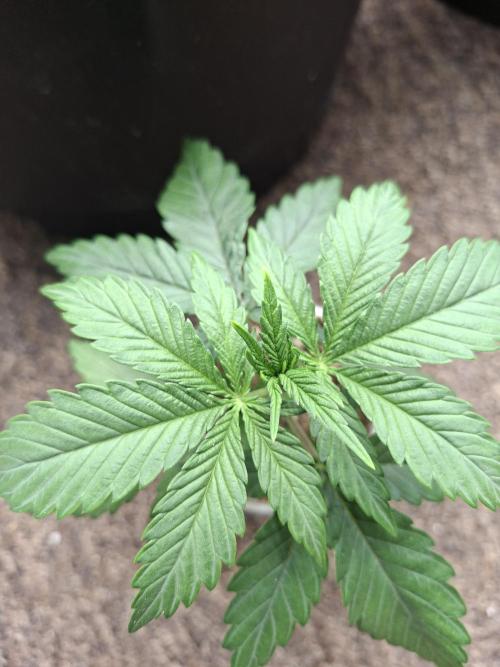 Zamnesia Seeds Kalani Asia. Week 3