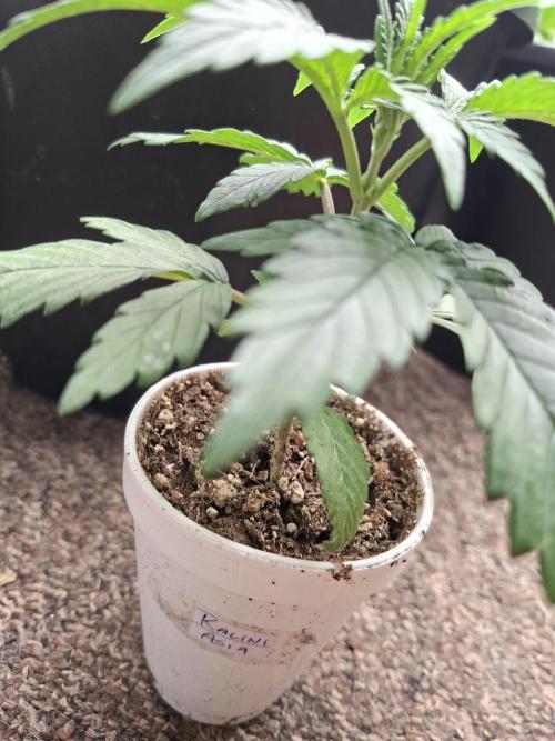 Zamnesia Seeds Kalani Asia. Week 3