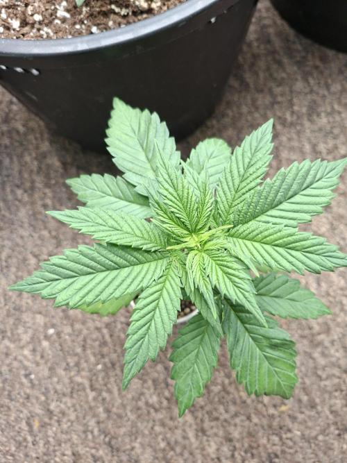 Fastbuds Purple Lemonade FF. Week 3