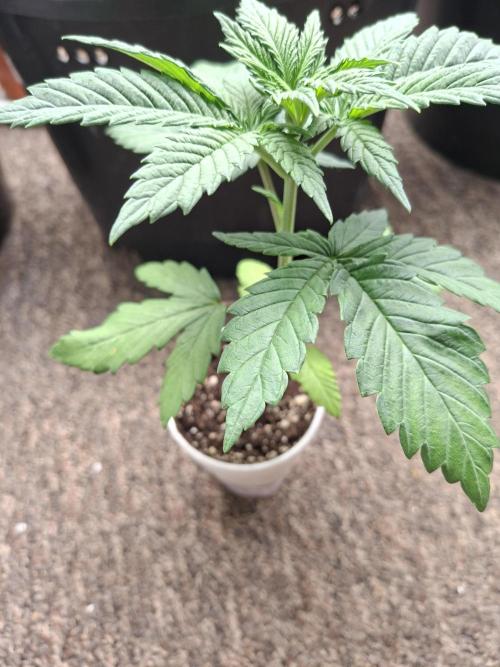Fastbuds Purple Lemonade FF. Week 3
