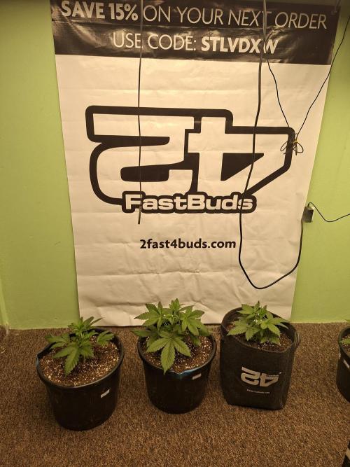 Fastbuds Starwberry Gorilla RF3. Week 3