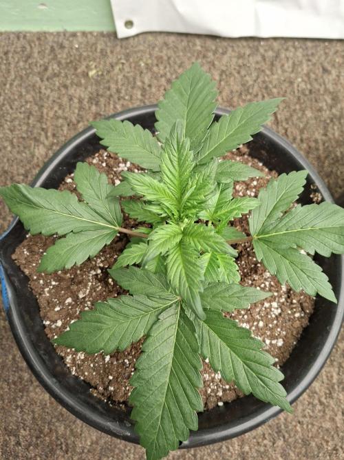 Fastbuds Starwberry Gorilla RF3. Week 3