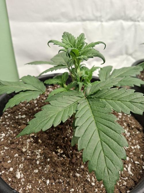Fastbuds Starwberry Gorilla RF3. Week 3