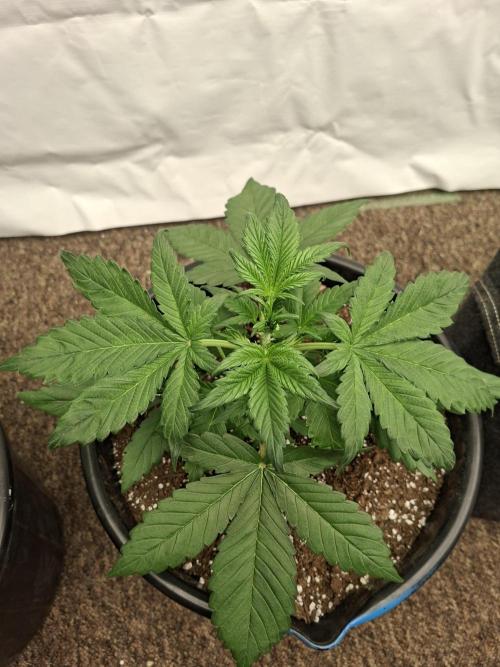 Fastbuds Starwberry Gorilla RF3. Week 3