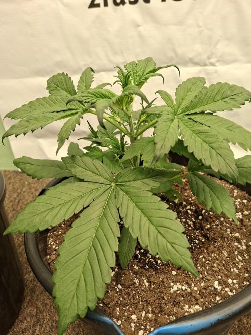 Fastbuds Starwberry Gorilla RF3. Week 3