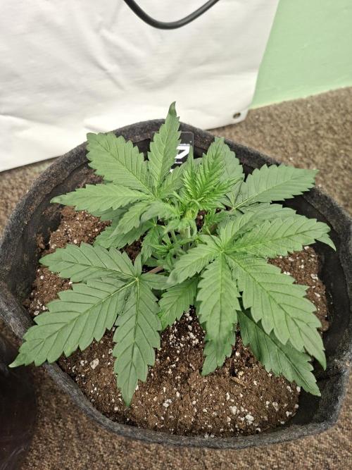 Fastbuds Starwberry Gorilla RF3. Week 3