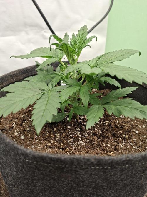 Strawberry Gorilla Auto RF3. Week 3