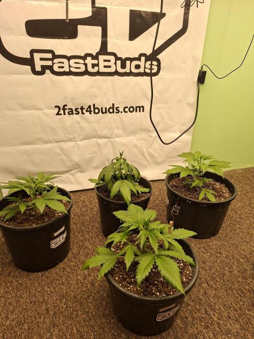 Fastbuds Banana Gauva Auto. Week 3