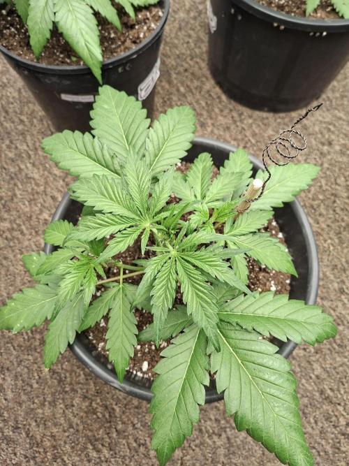 Fastbuds Banana Gauva Auto. Week 3