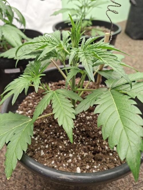 Fastbuds Banana Gauva Auto. Week 3